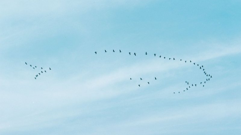 渡り鳥の姿を通して見た町の姿――野口里佳の新作展『鳥の町 