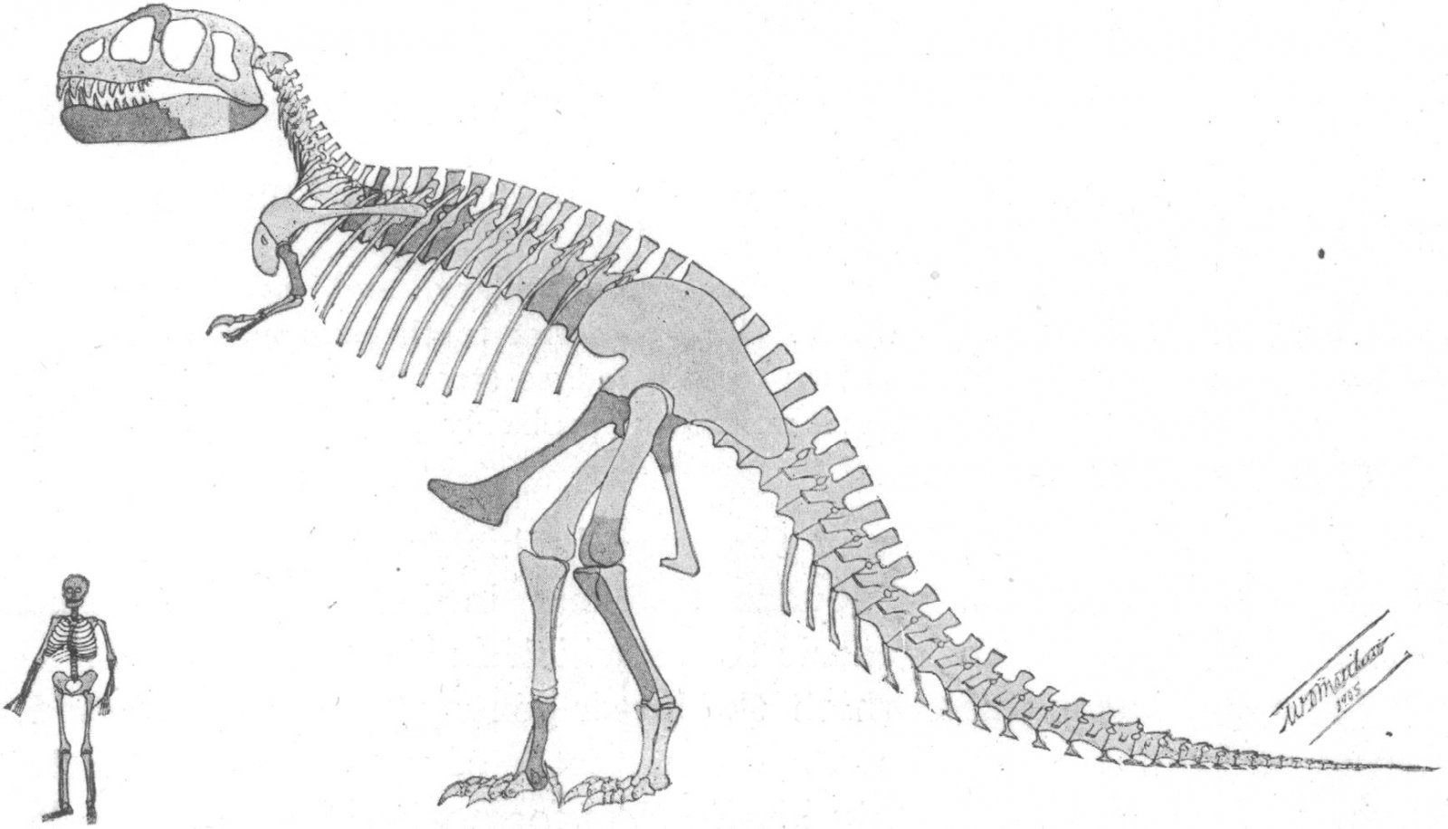 Tyrannosaurus_skeleton.jpg