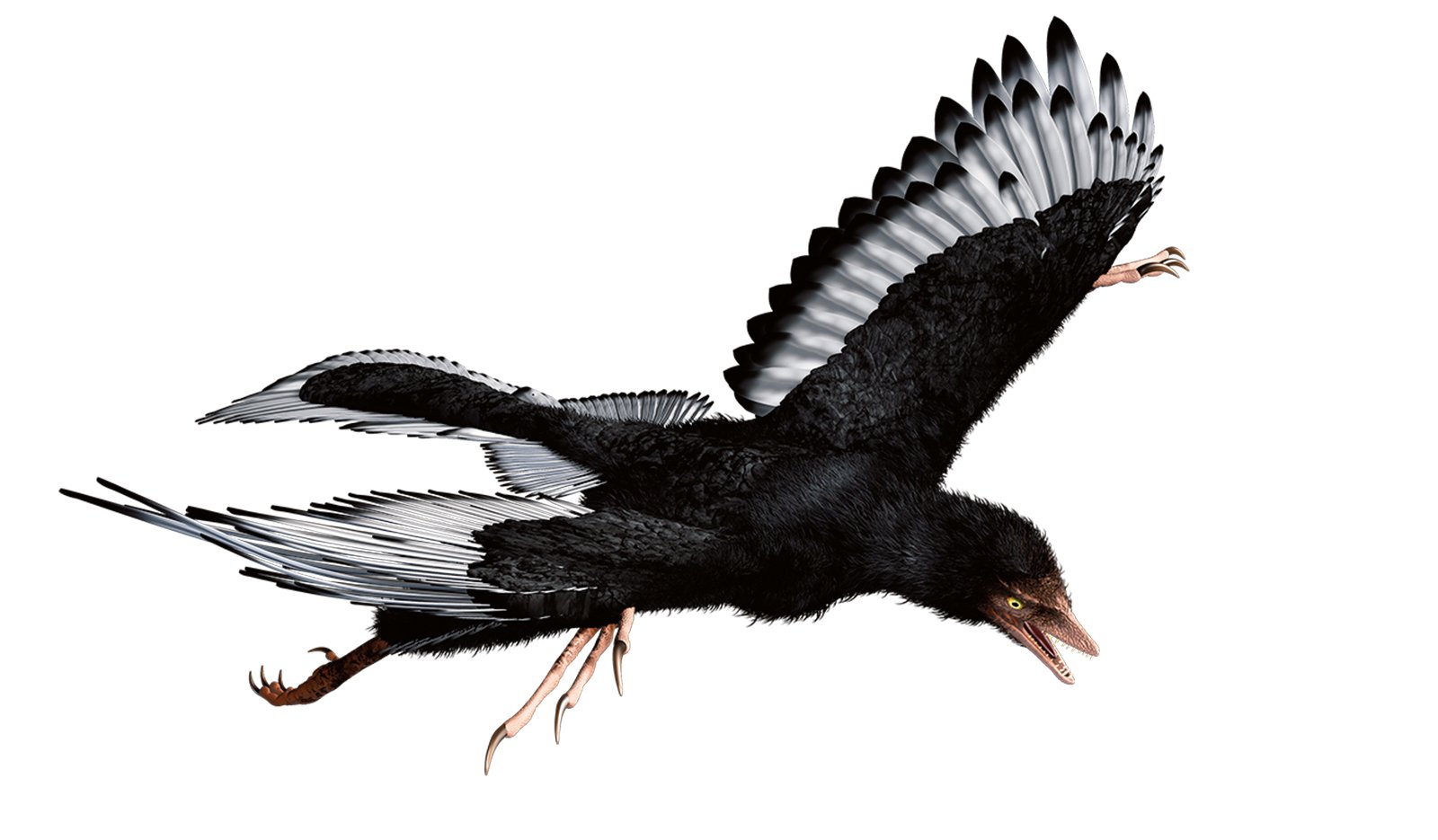 TKS-23_Archaeopteryx_2.jpg